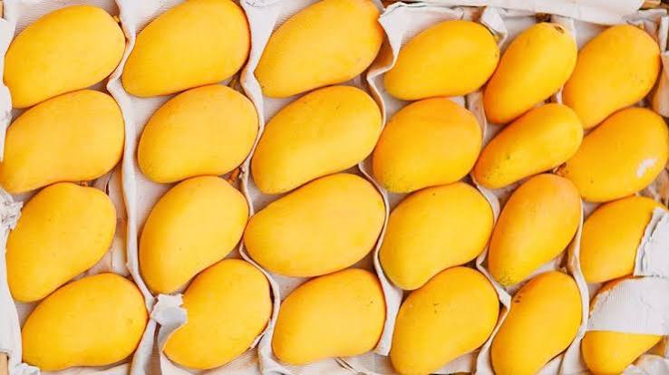 Wholesale Dry Mango in Pakistan