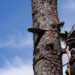 Tree Felling Blackpool