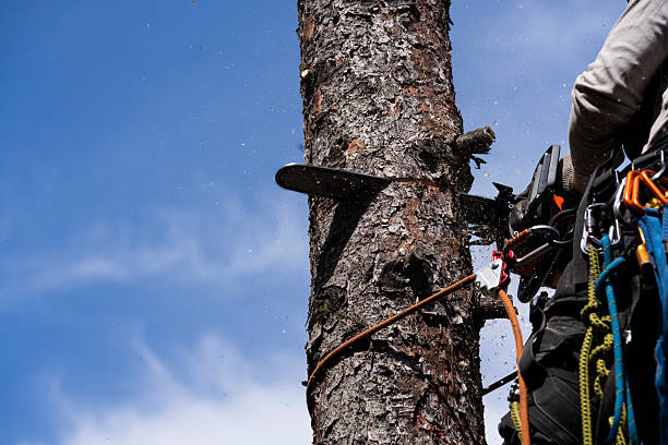 Tree Felling Blackpool