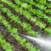 antifungal powder for plants